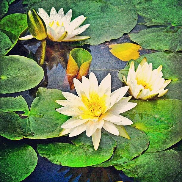 Summer Photograph - #lily #lilies #pad #lilypads by Jill Battaglia