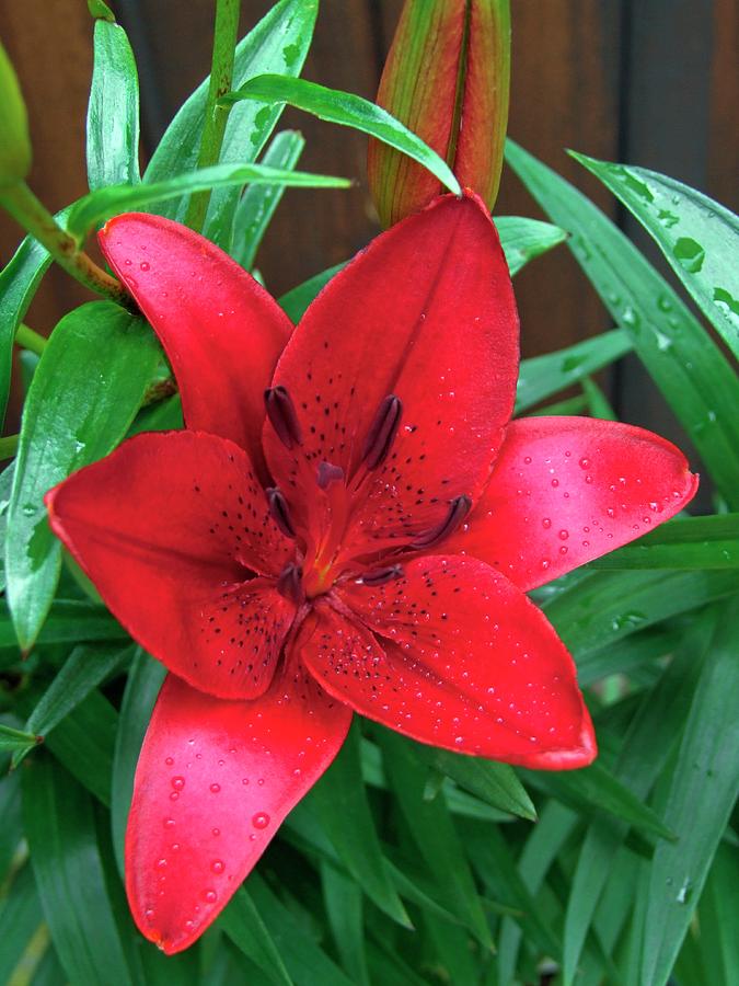 Lily (lilium blackbird) Photograph by Science Photo Library Lily (lilium blackbird) Photograph by Science Photo Library