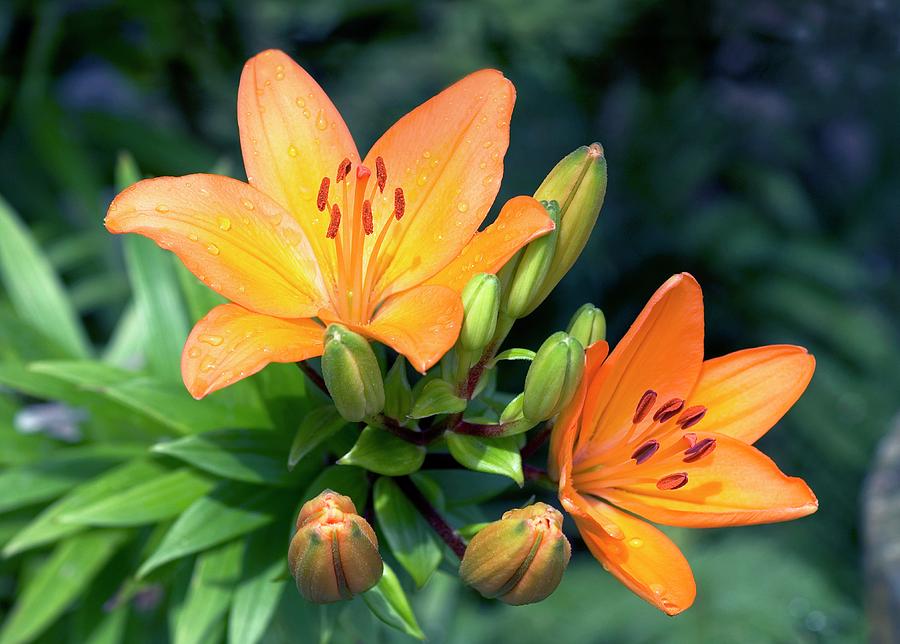 Lily (lilium) Photograph by Brian Gadsby/science Photo Library