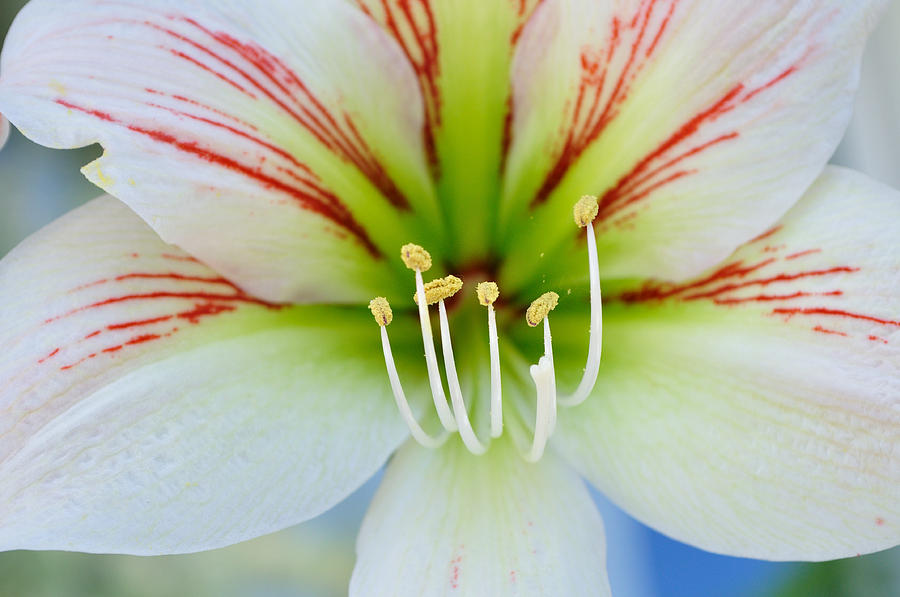 Lily -lilium Photograph