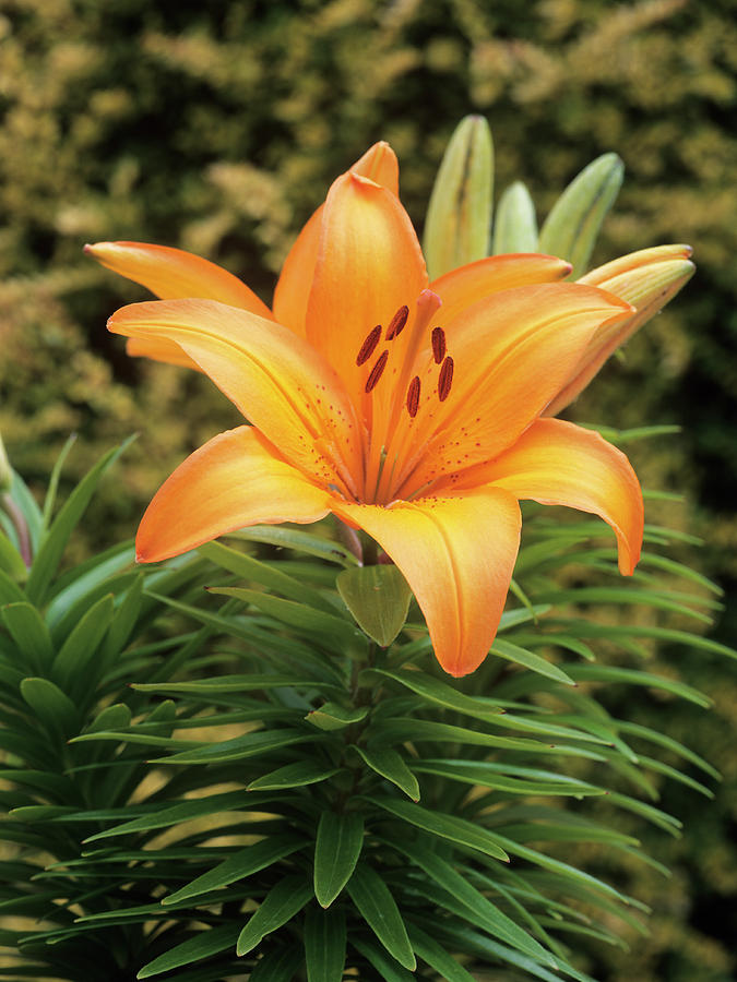 Lily (lilium orange Pixie) Photograph by Geoff Kidd/science Photo Library
