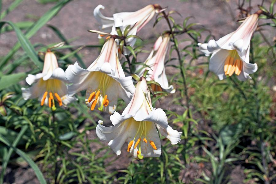 Lily (lilium Regale) Photograph by Dan Sams/science Photo Library