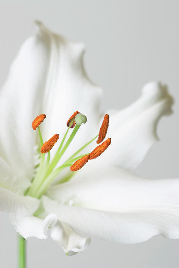 Lily (lilium Sp.) Photograph by Emmeline Watkins/science Photo Library
