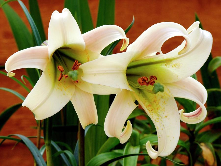Lily (lilium white Crane) Flowers Photograph by Ian Gowland/science Photo Library