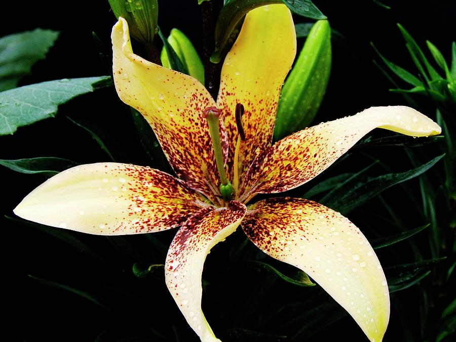 Lily (lilium zulu) Photograph by Ian Gowland/science Photo Library