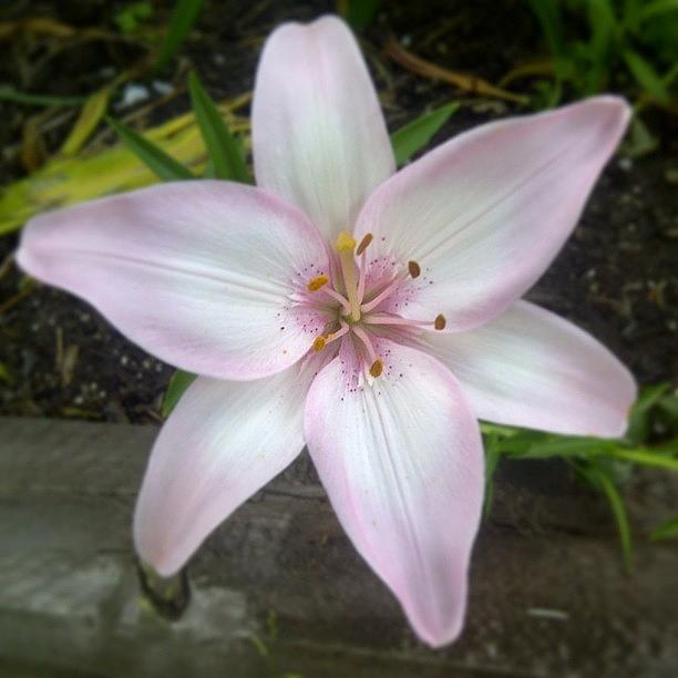 Lily Photograph - Lily... #lily #flower #garden #toronto by Joanna Leung