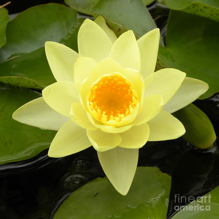 Yellow Lily Photograph - Lily Lily by John Wilson