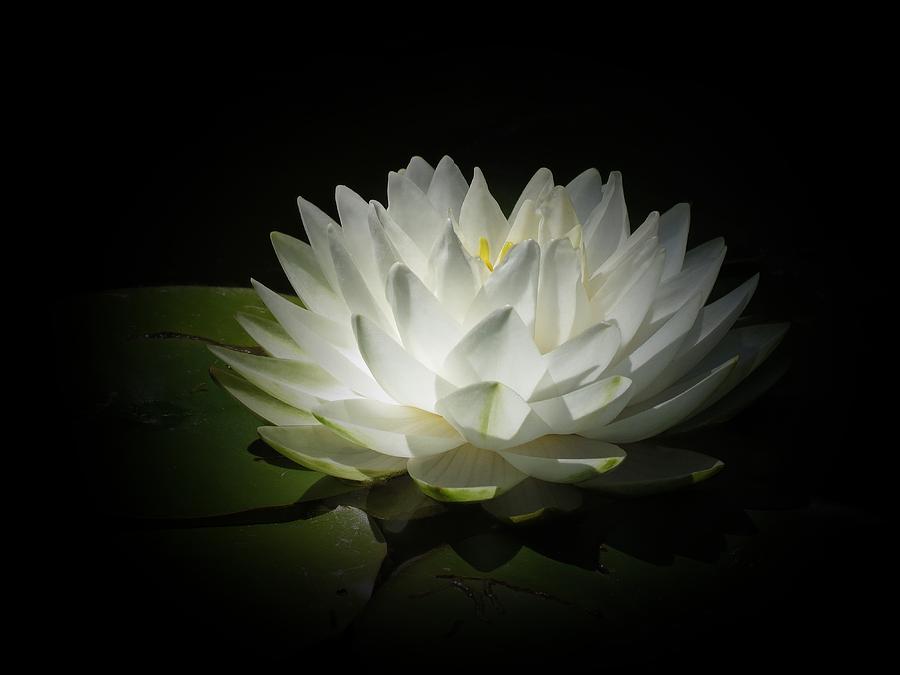Lily Lit Photograph by MTBobbins Photography