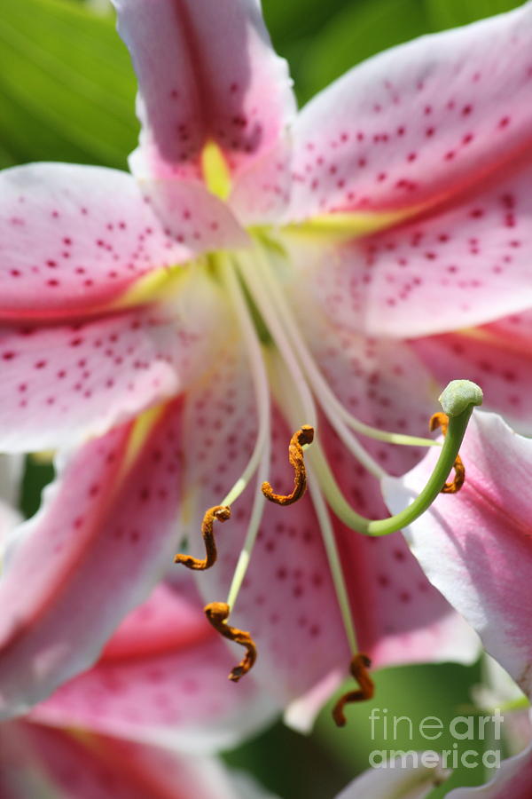 Lily Photograph - Lily Love by Christina Gupfinger