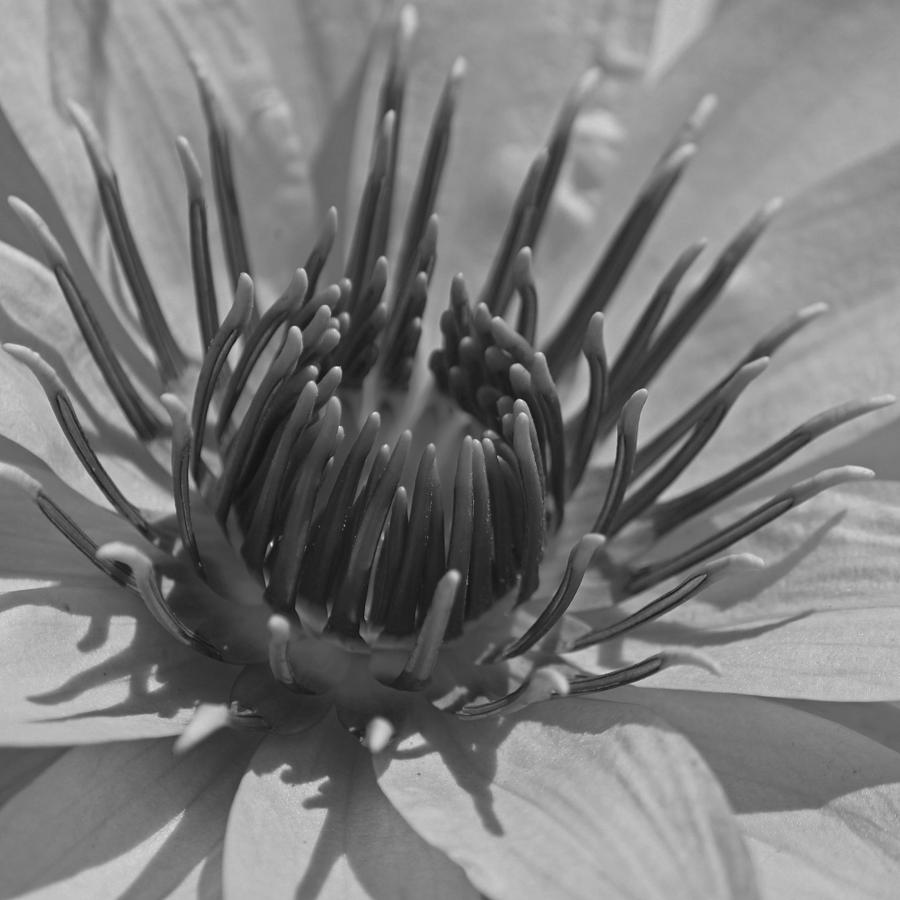 Lily Macro - Black and White Photograph by Suzanne Gaff