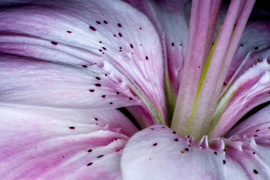 Lily Macro Photograph by Ernest Echols