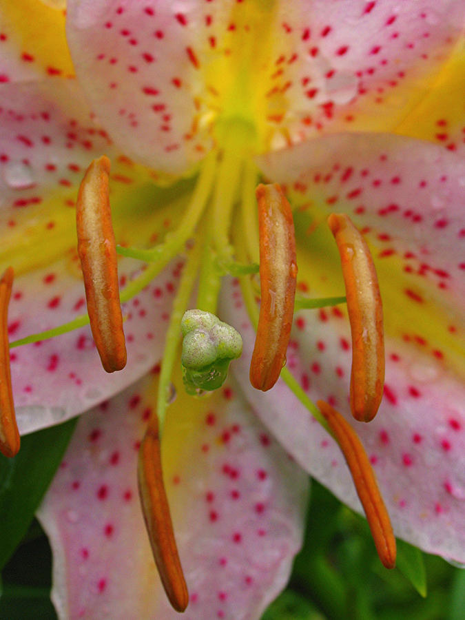 Lily Macro Photograph by Juergen Roth