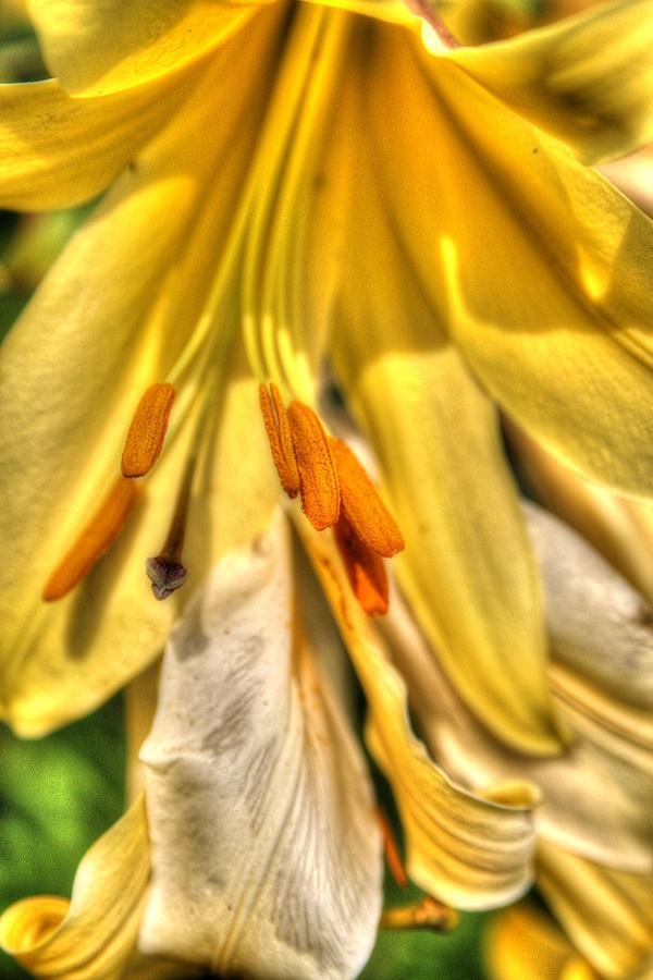 Lily Macro Photograph By Ken Reardon Fine Art America