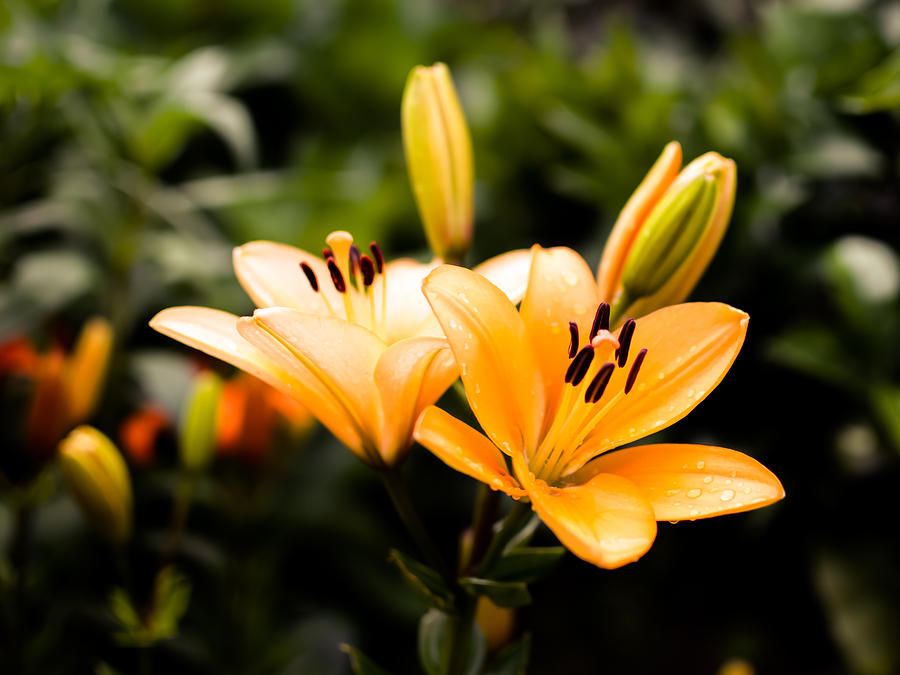 Lily Photograph - Lily by Marco Oliveira