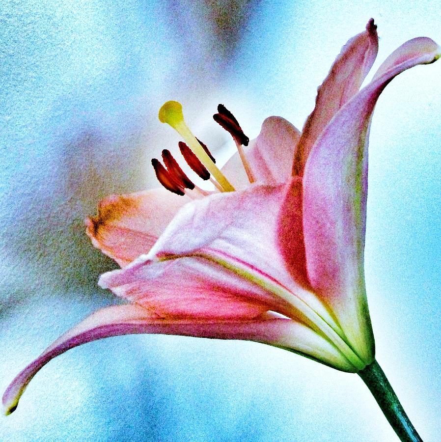 Lily Photograph