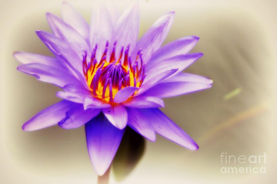 Flower Photograph - Lily by Nona Kumah