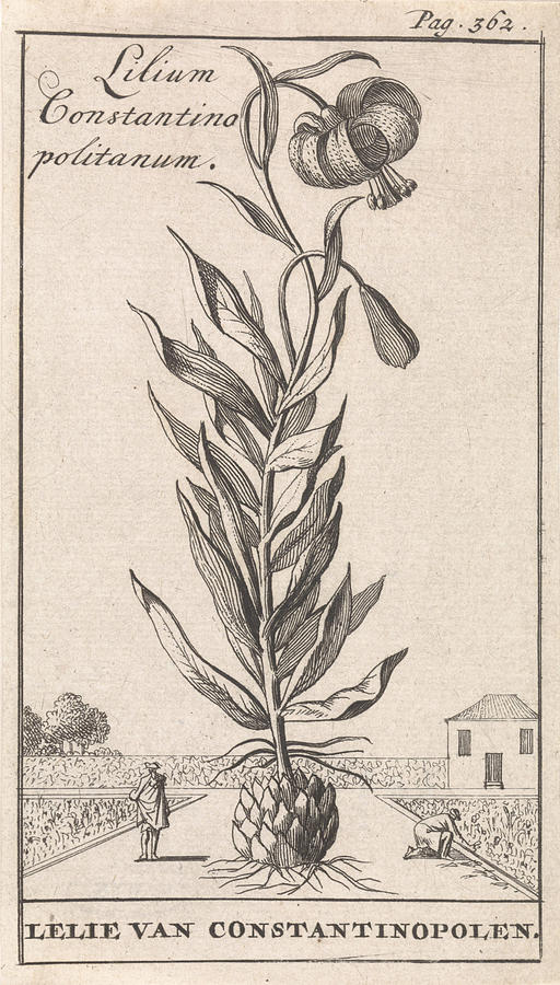 Lily Of Constantinople, Caspar Luyken, Jan Claesz Ten Hoorn Drawing By 