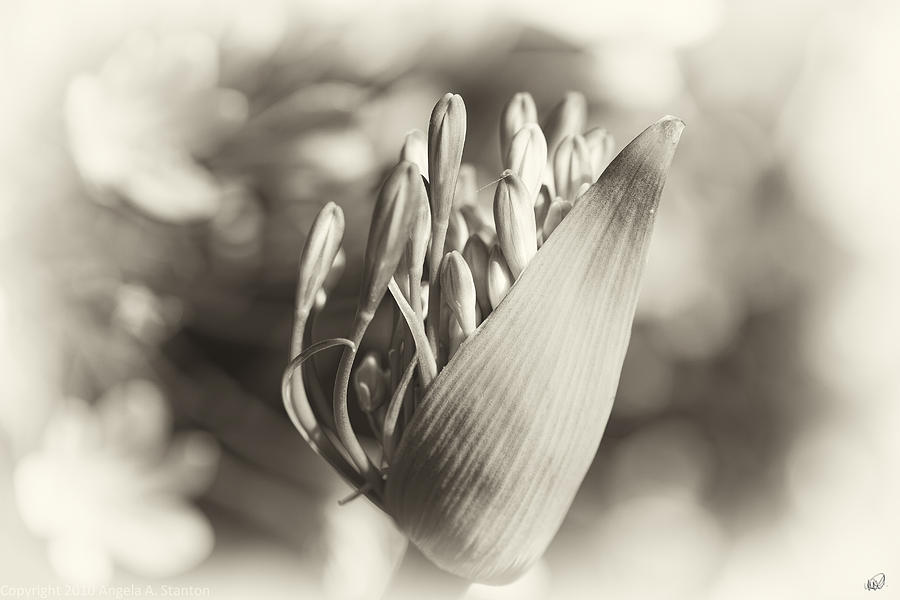 Lily of the Nile in Black and White Photograph by Angela Stanton