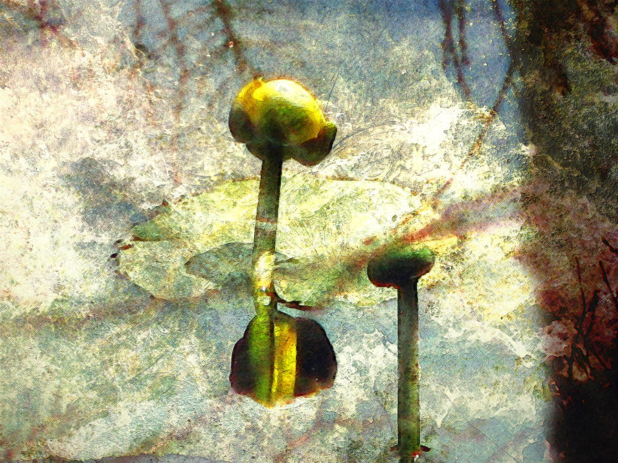 Lily of the Pond - Textured - Reflective Photograph by Marie Jamieson