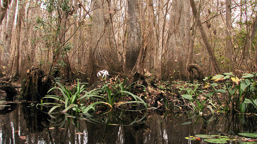 Lily of the Swamp Photograph by Peggy Urban