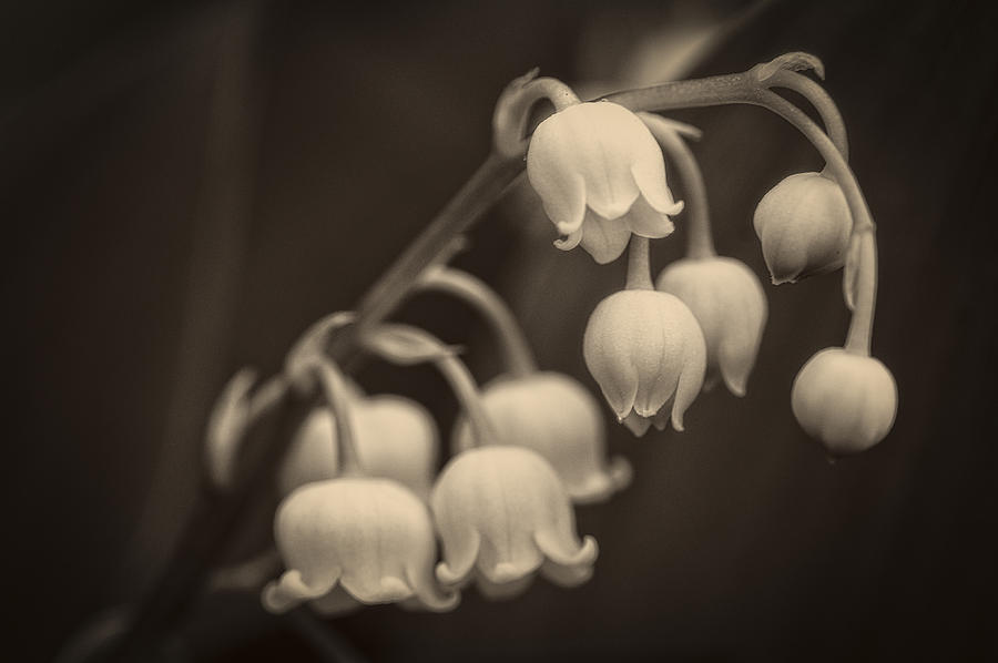 Lily of the Valley 1 - Albumen Photograph by Wayne Meyer