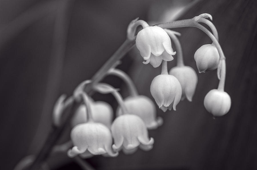 Lily of the Valley 1 - b-w Photograph by Wayne Meyer