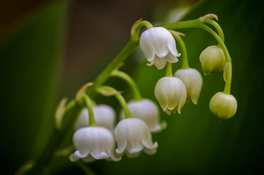 Lily of the Valley 1 Photograph by Wayne Meyer