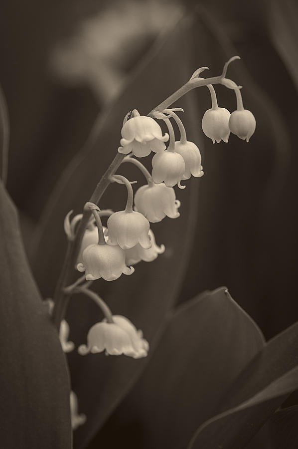 Lily of the Valley 2 - Albumen Photograph by Wayne Meyer