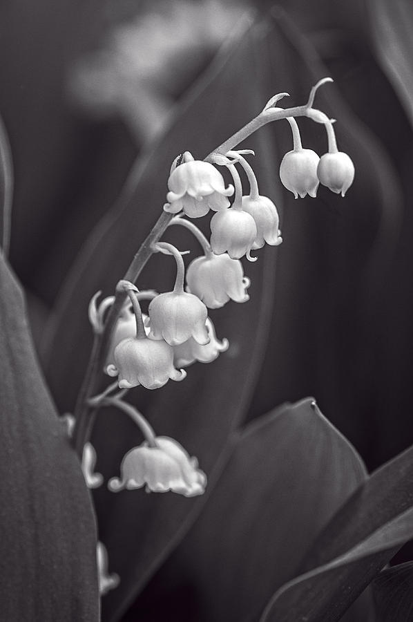 Lily of the Valley 2 - BW Photograph by Wayne Meyer