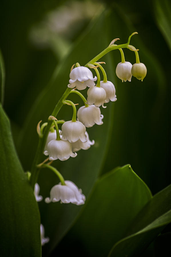 Lily of the Valley 2 Photograph by Wayne Meyer