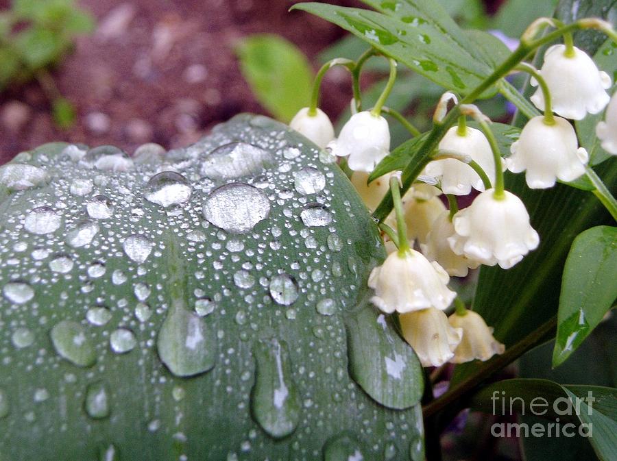 Wildlife Photograph - Lily of the Valley after the rain by Renee Croushore