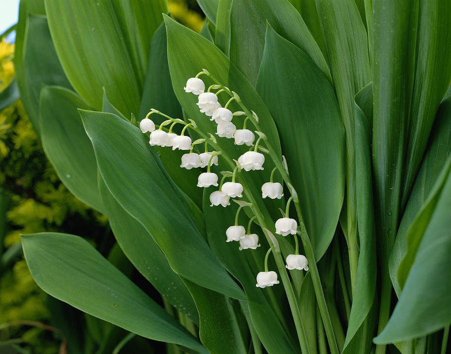 Lily-of-the-Valley Photograph by Akira Kaede