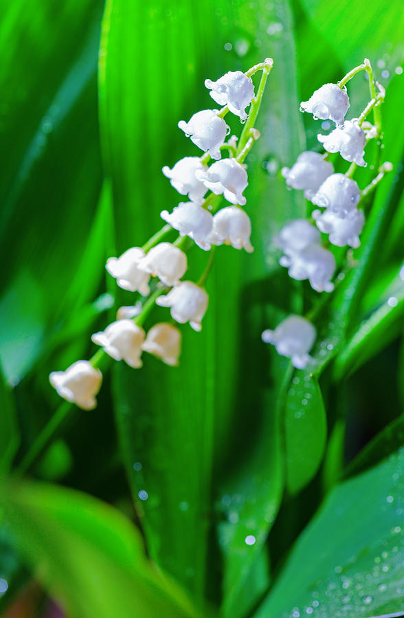 Lily of the valley Photograph by Alexey Stiop - Fine Art America