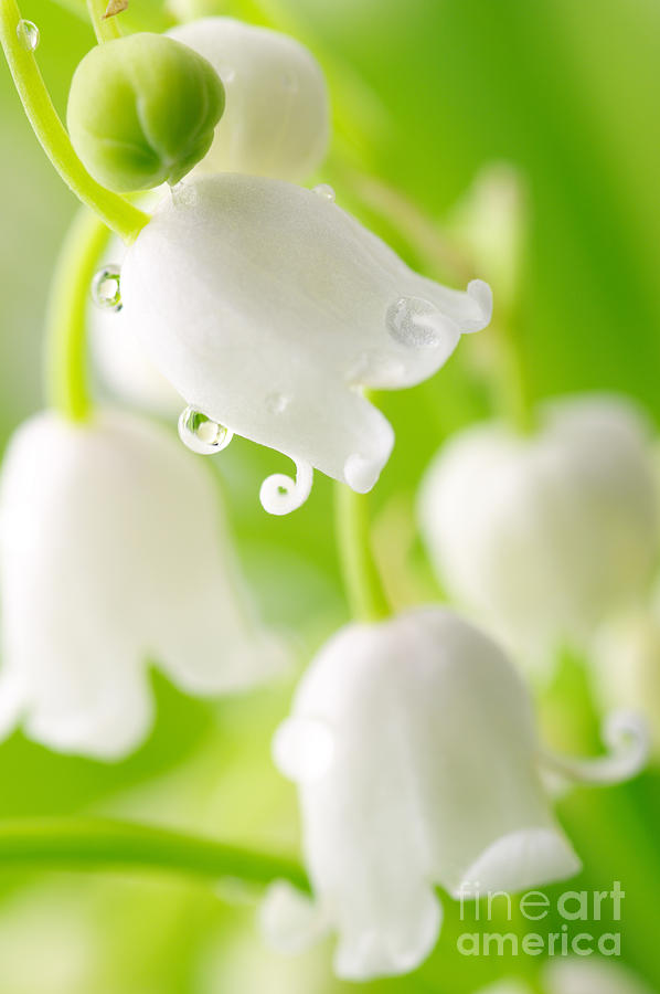 Lily of the Valley Photograph by Boon Mee