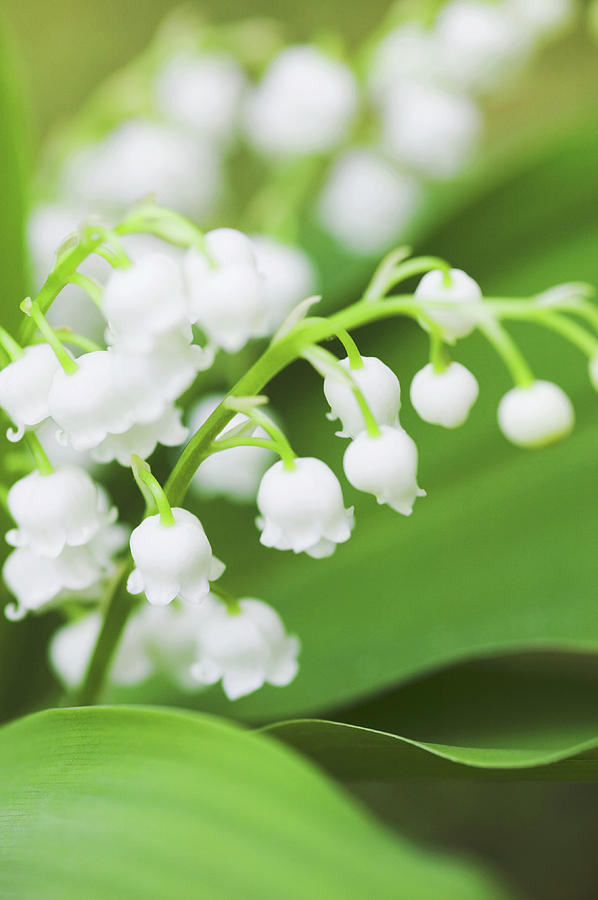 Lily Of The Valley (convallaria Majalis) Photograph by Gustoimages/science Photo Library