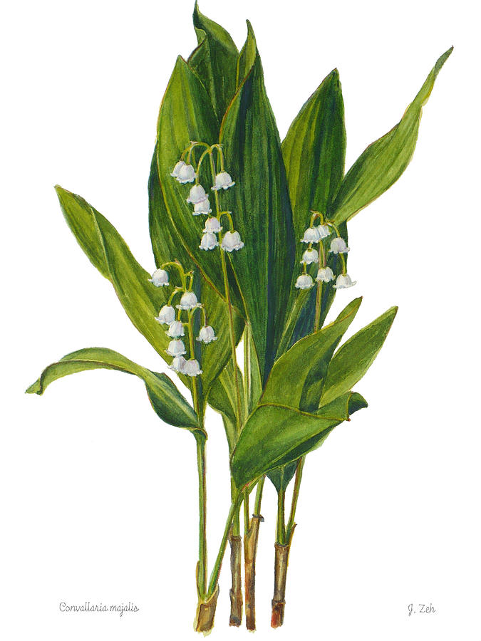 Lily of the Valley - Convallaria majalis Painting by Janet Zeh