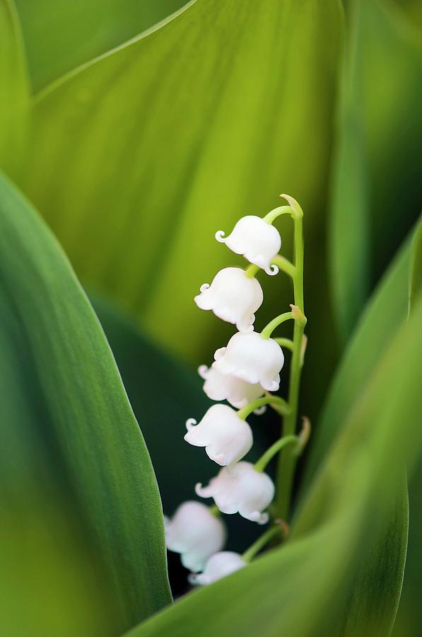 Lily Of The Valley (convallaria Majalis) Photograph by Maria Mosolova/science Photo Library