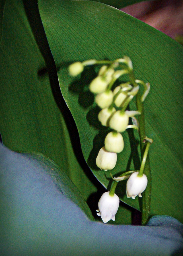 Lily of the Valley Photograph by Cricket Hackmann