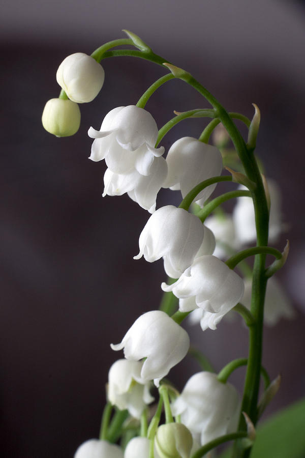 Lily of the Valley Photograph by Daniel Csoka