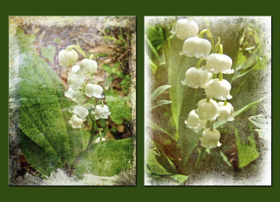 Lily of the Valley - Duet in White Photograph by Carol Senske