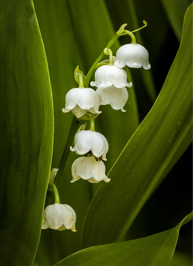 Lily of the valley Photograph by Eduard Moldoveanu