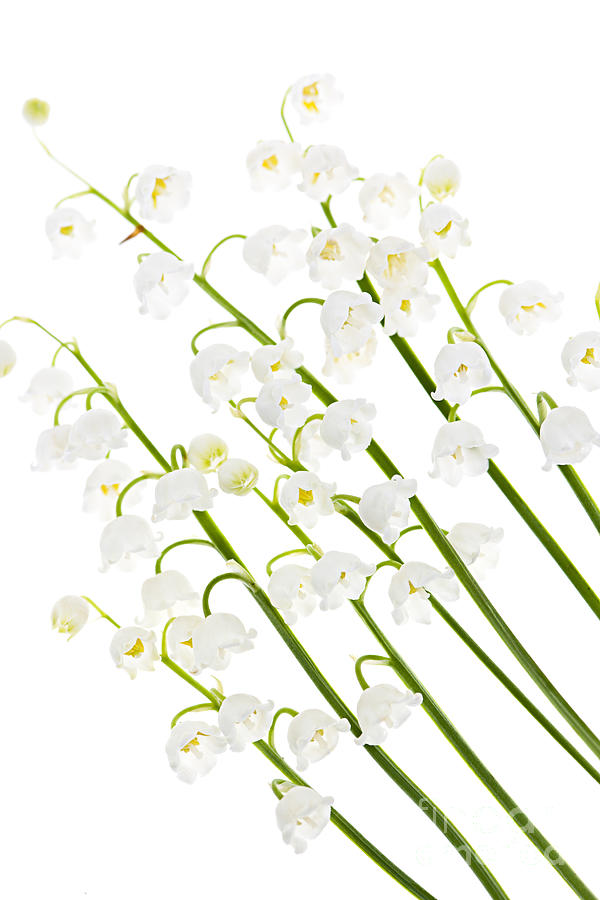 Lily-of-the-valley flowers on white Photograph by Elena Elisseeva