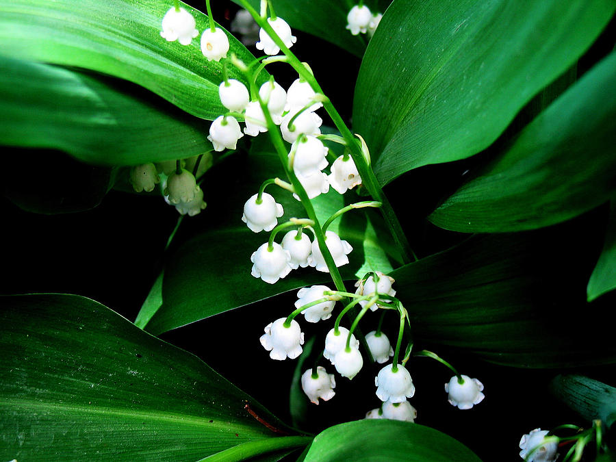 Lily of the Valley Photograph by Gerry Bates