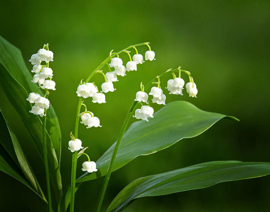 Lily of the Valley #2 Photograph by Carolyn Derstine