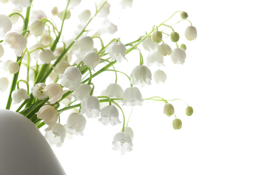 Lily Of The Valley In A Vase, Highkey Photograph by Ingmar Wesemann