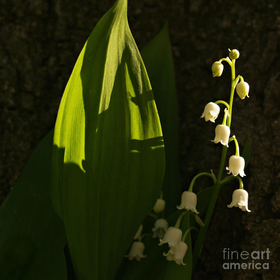 Lily of the Valley in Shadow Photograph by Anna Lisa Yoder