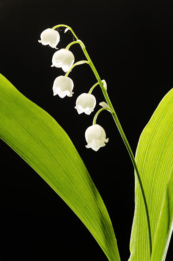 Flowers Still Life Photograph - Lily Of The Valley by Jean-Michel Labat