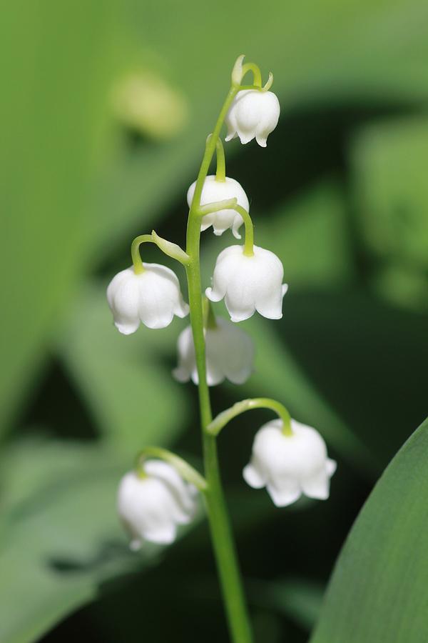 Lily-of-the-valley Photograph by Jeanne White
