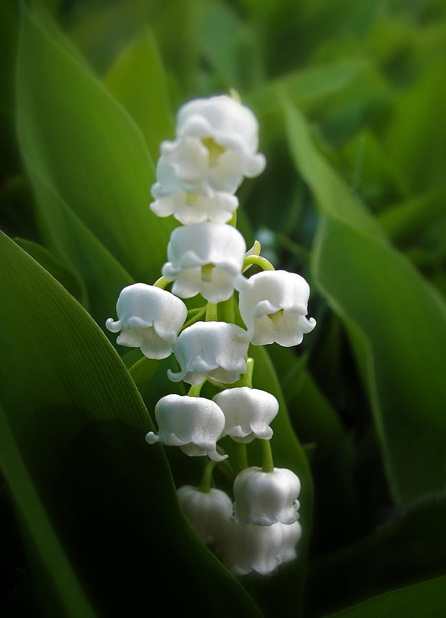 Flower Photograph - Lily of the Valley by Jessica Jenney