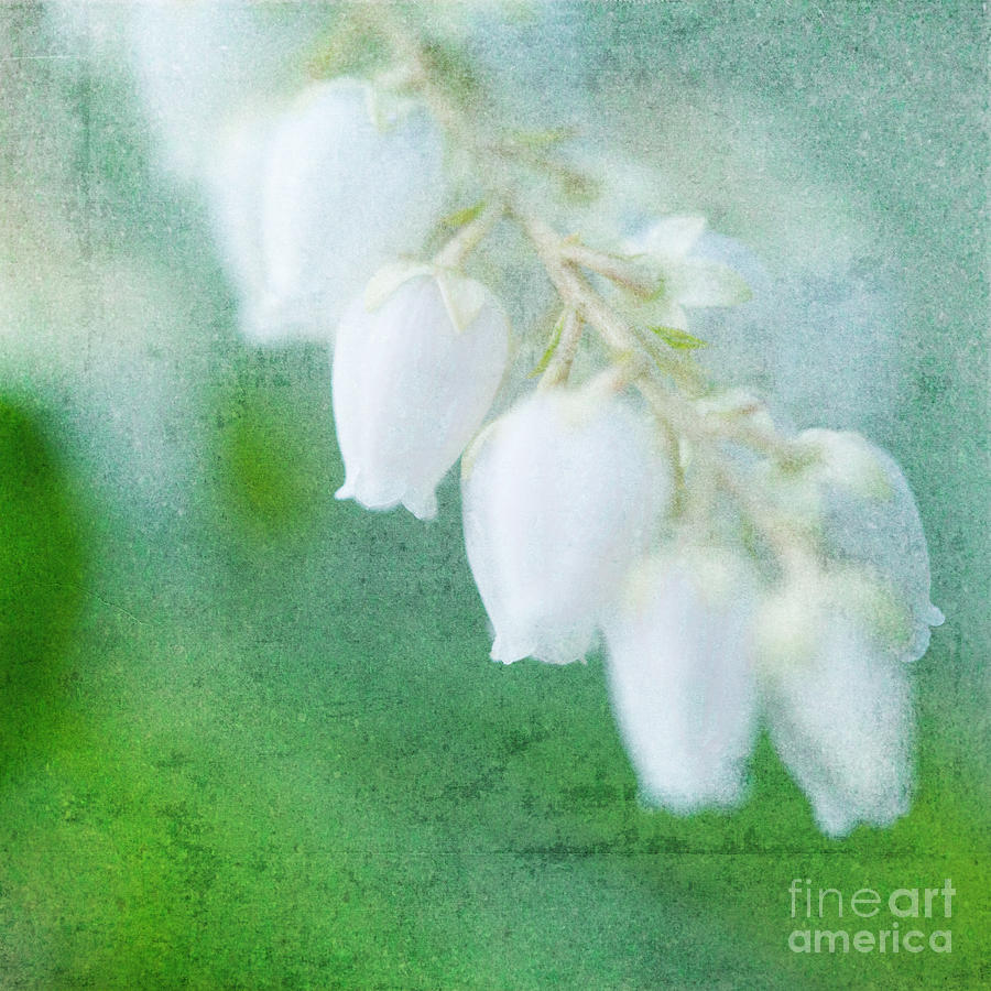 Lily of the Valley Photograph by Kim Fearheiley